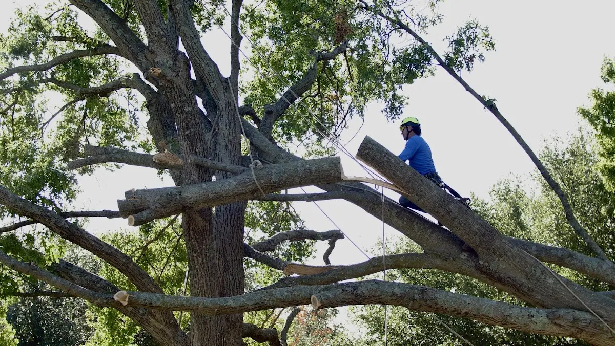 Professional Hazardous Tree Removal performed by certified arborists in Hackensack